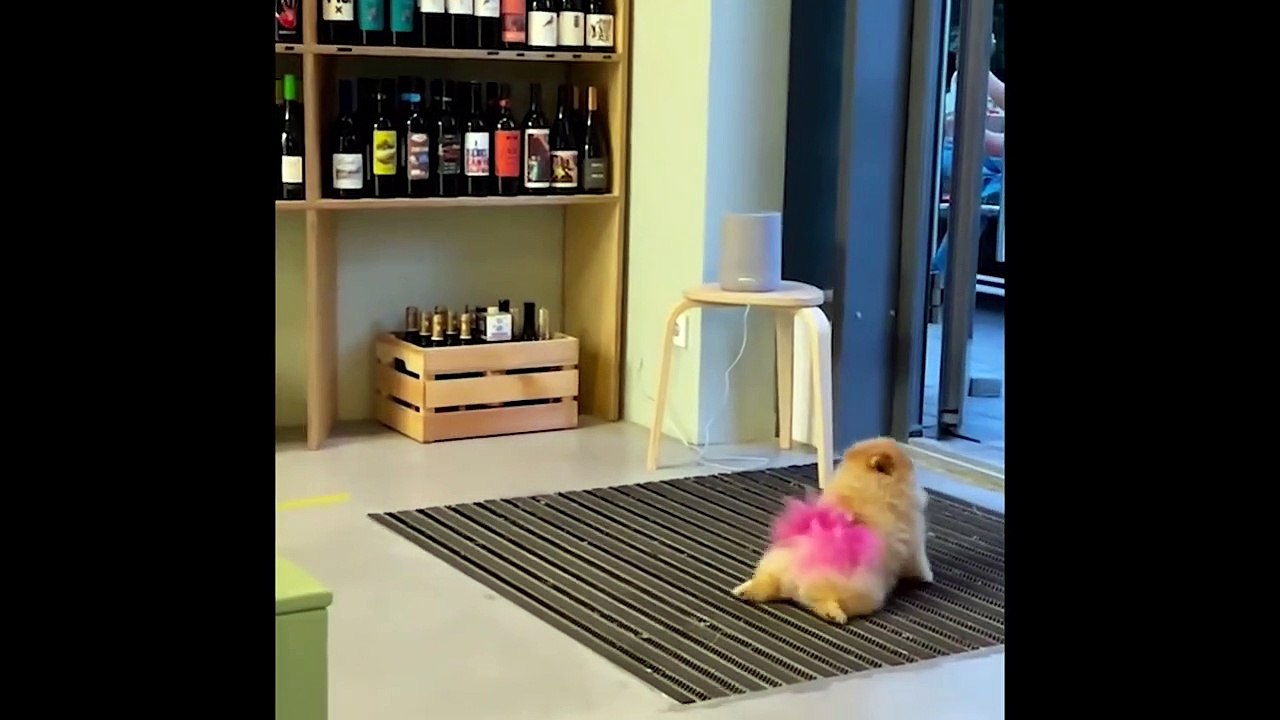 Cute baby animals Videos Compilation cute moment of the animals  Cutest Animals