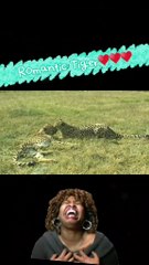 Tiger Funny Memes। Tiger Dailymotion Video। ♥️Tiger love Romance memes