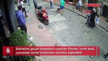 Beyoğlu'nda 'Panter' isimli kedi sokaktan geçen köpeklere saldırdı