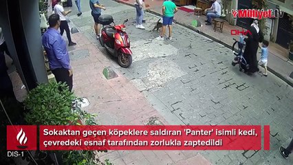Beyoğlu'nda 'Panter' isimli kedi sokaktan geçen köpeklere saldırdı
