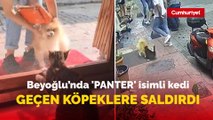 Beyoğlu’nda 'PANTER' isimli kedi  sokaktan geçen köpeklere saldırdı