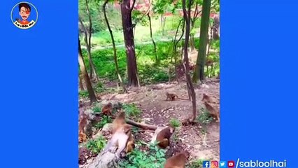 Monkeys comedy video  2022 || New funny videos 2022