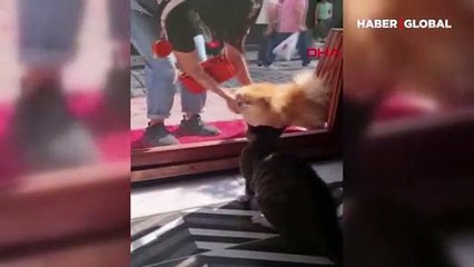 'Panter' isimli kedi sokaktan geçen köpeklere saldırdı