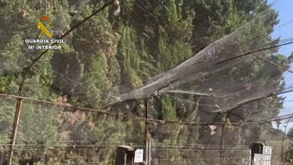 La GC libera más de 270 aves capturadas ilegalmente en Valencia