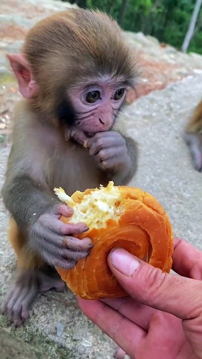 Baby monkey eating