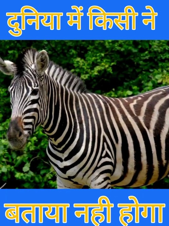Amazing fact