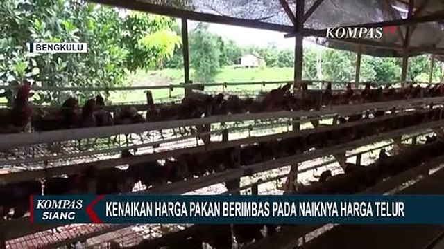 Peternak Resah Harus Naikkan Harga Telur karena Pakan Ayam Capai Rp 392.000,- per Karung