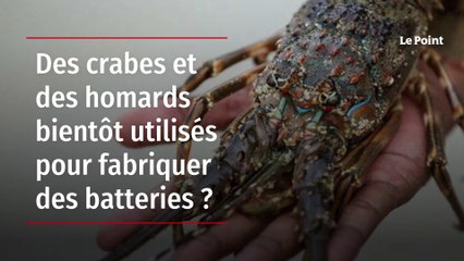 Des crabes et des homards bientôt utilisés pour fabriquer des batteries ?