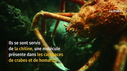 Des crabes et des homards bientôt utilisés pour fabriquer des batteries ?
