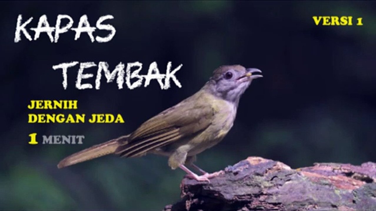 MASTERAN KAPAS TEMBAK JERNIH DENGAN JEDA 1 MENIT