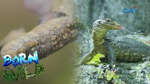 Monitor lizards' weapon of defense  | Born to be Wild