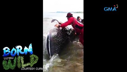 Wild News: Butanding trapped in La Union | Born to be Wild