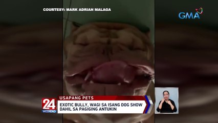 Exotic Bully, wagi sa isang dog show dahil sa pagiging antukin | 24 Oras