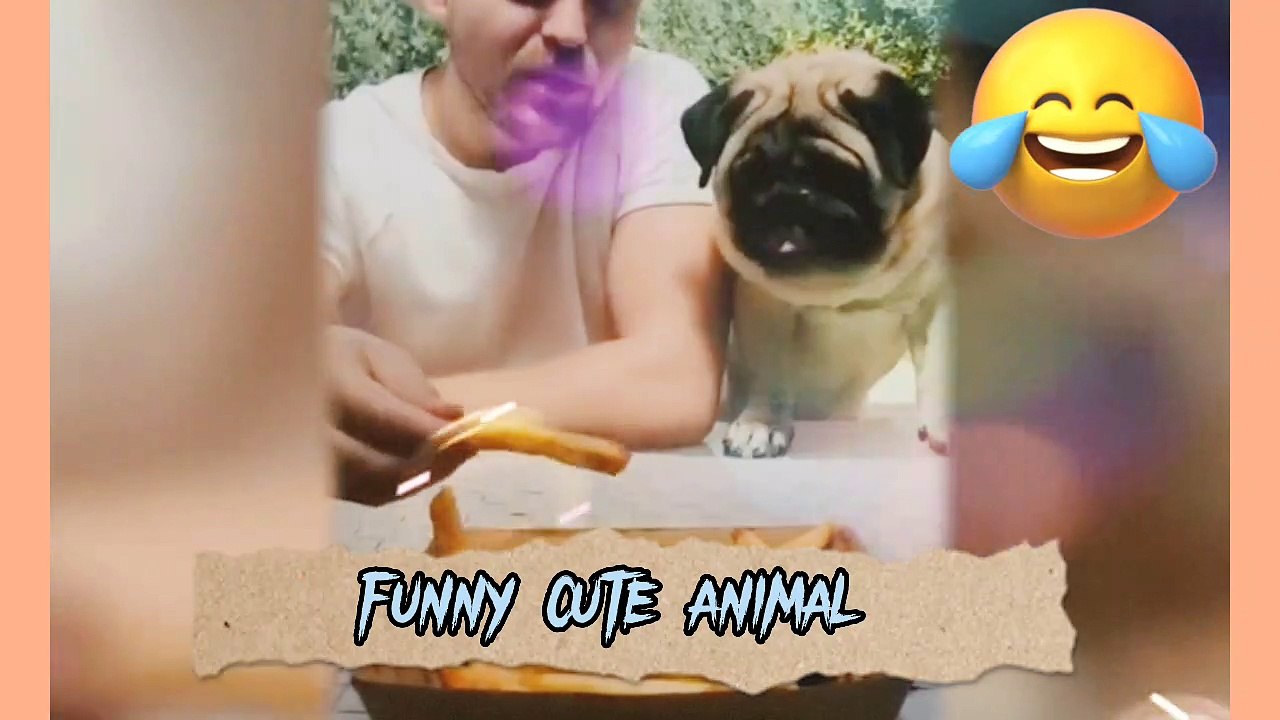 cat | funny cat