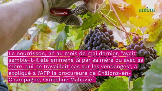 Marne : un bébé de quatre mois meurt écrasé par un tracteur pendant les vendanges