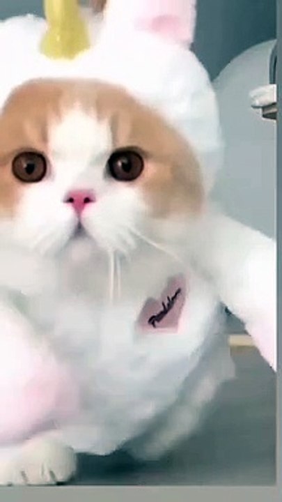 cute_cat_funny_moments_❤️#viral_#shorts_@petsway1_7(480p)