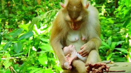Mother and baby monkey, Baby monkey#55