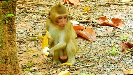 Mother and baby monkey, Baby monkey#46