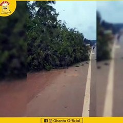 Save Bird  save tree  save your life
