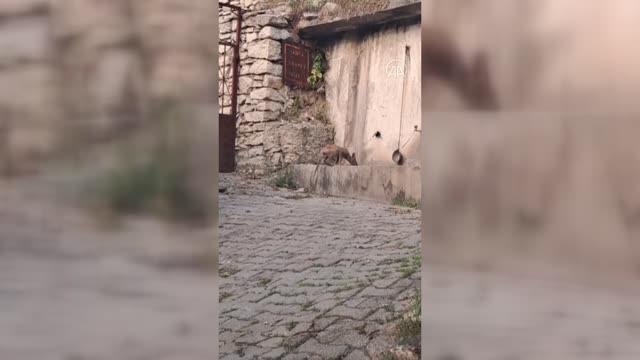 Yerleşim yerine inerek çeşmeden su içen tilki görüntülendi