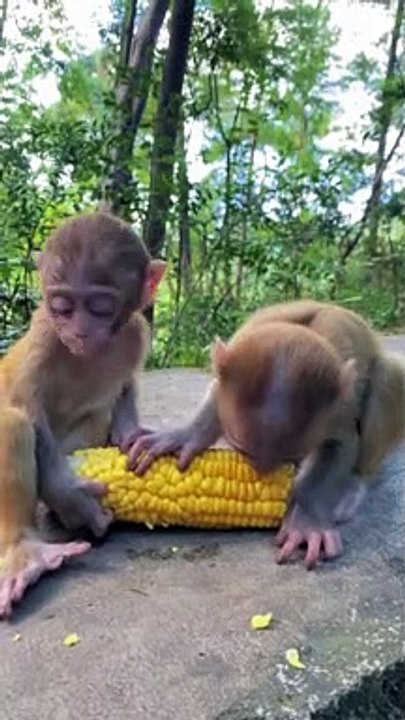 Cute little monkey