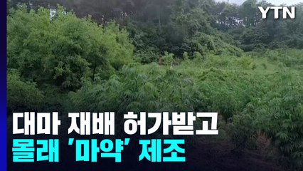 대마 재배 허가받고 몰래 '마약' 제조...당국 눈속임 / YTN