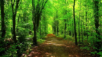 Relaxing and Calming Music  The Most Soothing Piano Violin Orchestral_