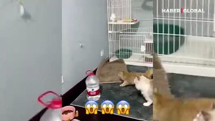 Sinirden düz duvara tırmanan kedi kamerada