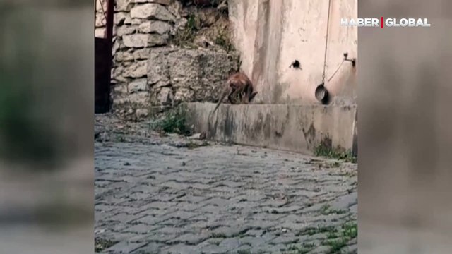 Yerleşim yerine inerek çeşmeden su içen tilki böyle görüntülendi