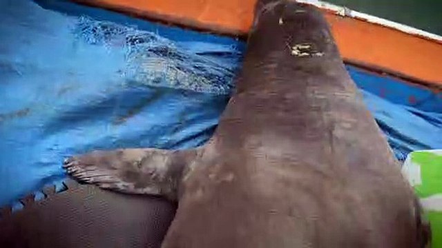 VÍDEO: leão-marinho Frida que chegou a SC de helicóptero volta para o mar