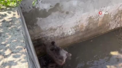 Sulama kanalı düşen ayı, 5 saatlik çalışmayla kurtarıldı
