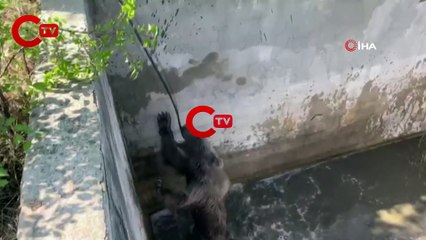 Sulama kanalına düşen ayı, 5 saatlik çalışmayla kurtarıldı