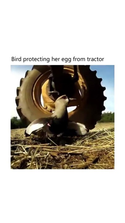 Brave Mama Bird 