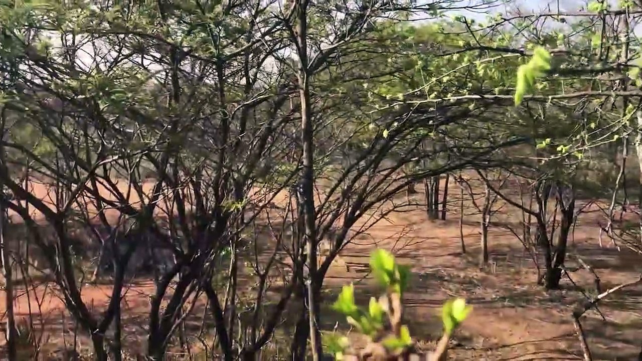 Ozzy Man Reviews Baboon Bites Bum