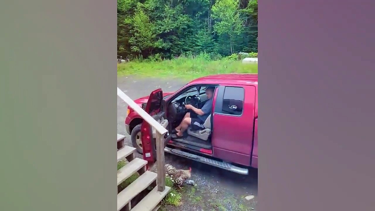 Ozzy Man Reviews Bloke vs Rooster