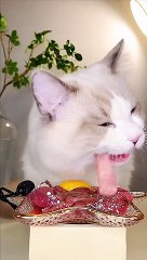 Cats meowing funny cats videos