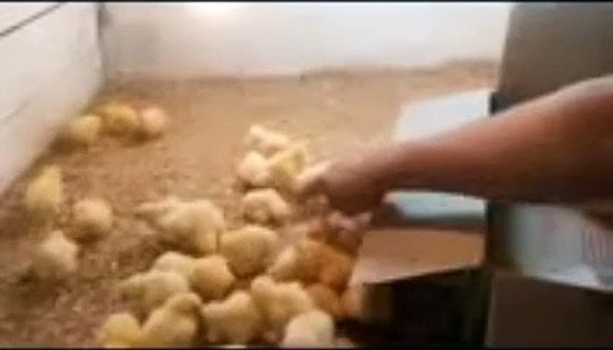 استقبال الكتاكيت البيضاء عمرساعات