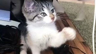 Funny cute Cat Video Hd।। Cute Cat Videos। Funny Cat Video। Funny Cat Video Compliation