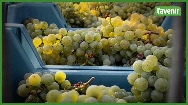 Première vendange sur le Clos La Journalle