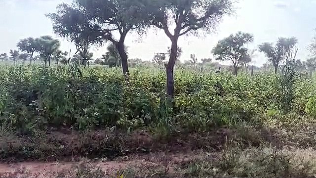 यहां पर यह क्या हो रहा है आसमान से कौन बरसा रहा यह कीटनाशक...यह जानने के लिए पढ़ें पत्रिका