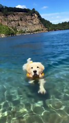 Puppies Lovers, love animal , pet