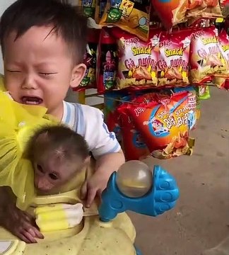 baby monkey videos cute, cute monkey baby playing, bandar mama comedy video,baby monkey play with toy, monkey play with truck, monkey baby play with toy, monkey king bandar raja, monkey play truck, Monkey baby play, cute monkey baby, monkey and human baby