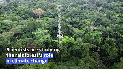 Scientists fight to save DR Congo’s rainforest