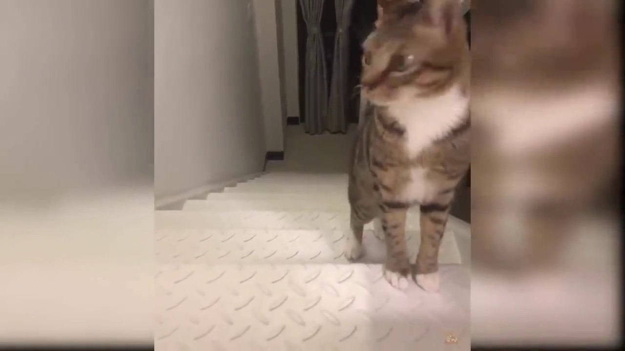 Cat Bodyguard 