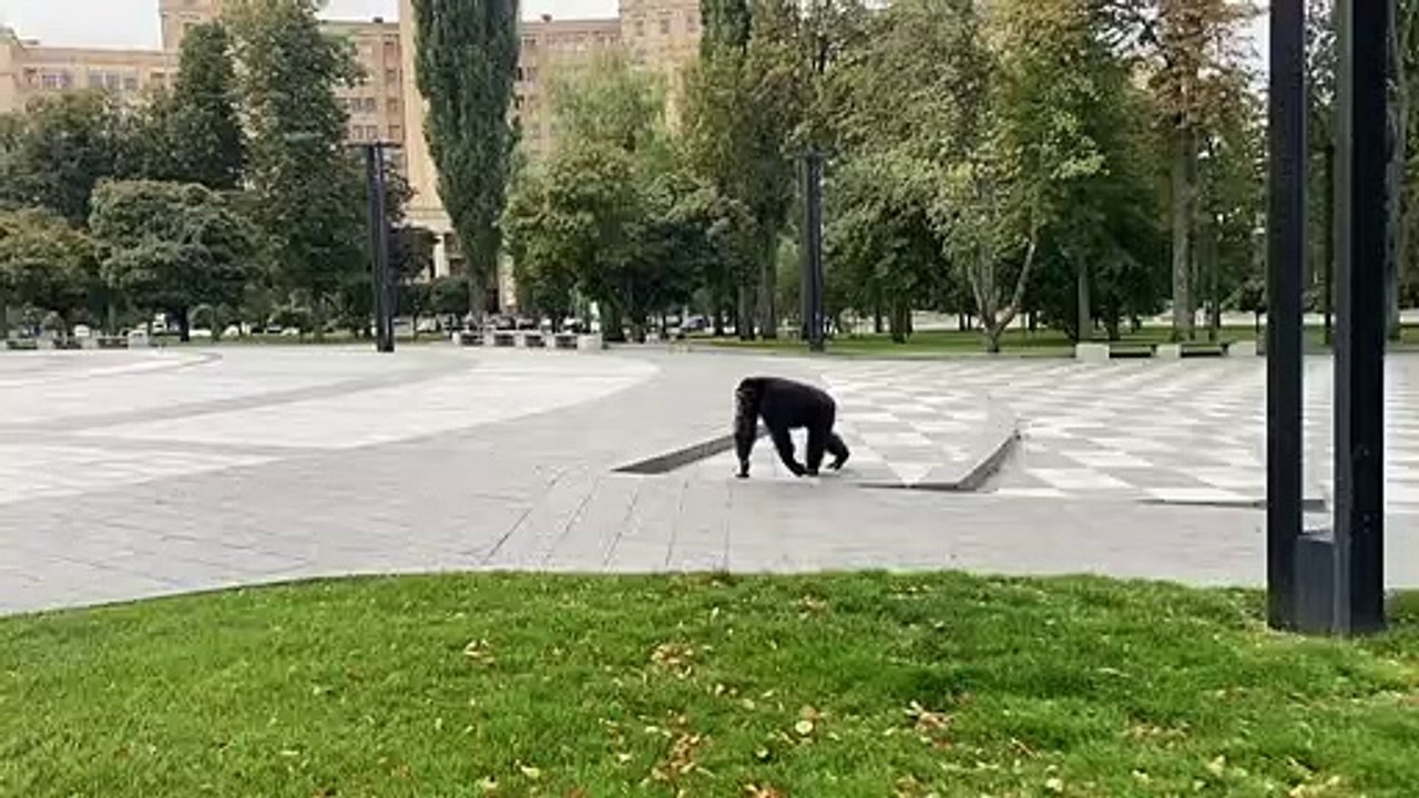Chichi, der Schimpanse, spaziert durch Charkiw