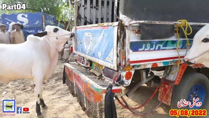 Domail Mandi 05/08/2022   Part04  Sunny Video Fateh Jang Dhanibulls