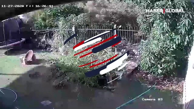 Piton yılanın köpek avı! Dehşet dolu dakikalar kameraya böyle yansıdı