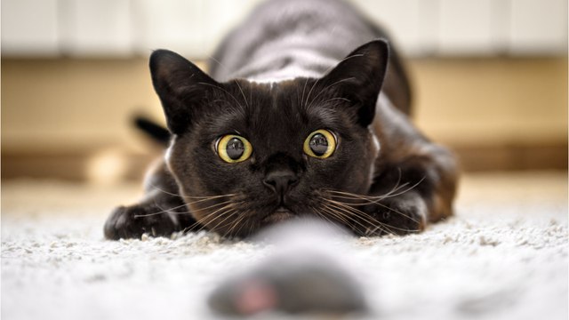 Not enjoying dead animals your cat brings you? Find out why they do it and how to make it stop