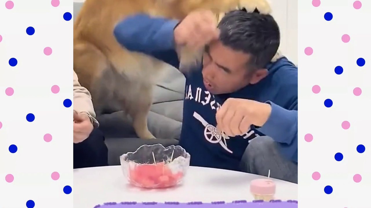 FUNNY VIDEO, a dog teaches to give more to parents