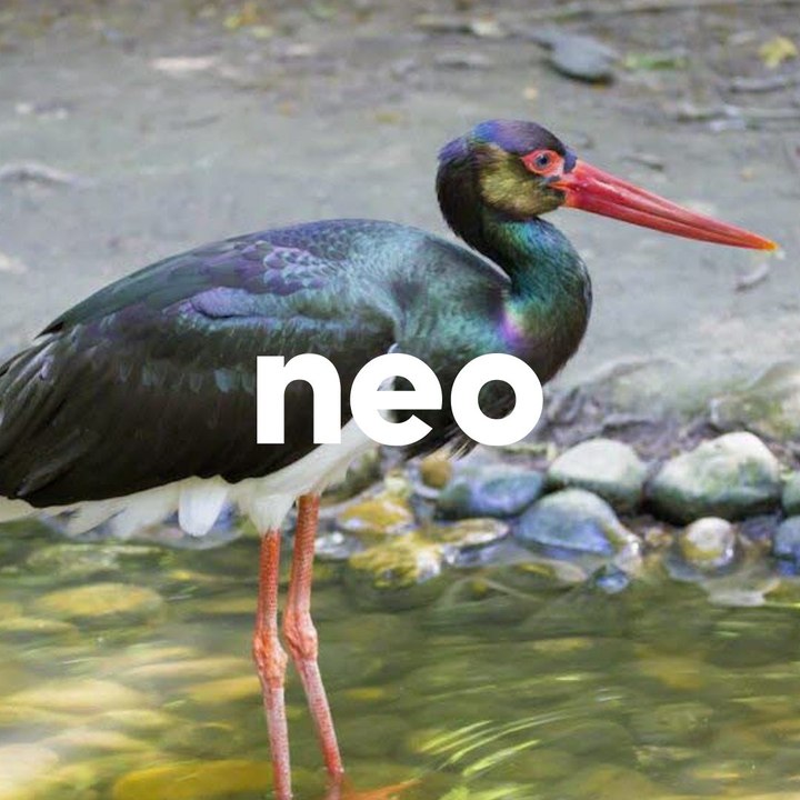 Les cigognes noires sont de retour en France